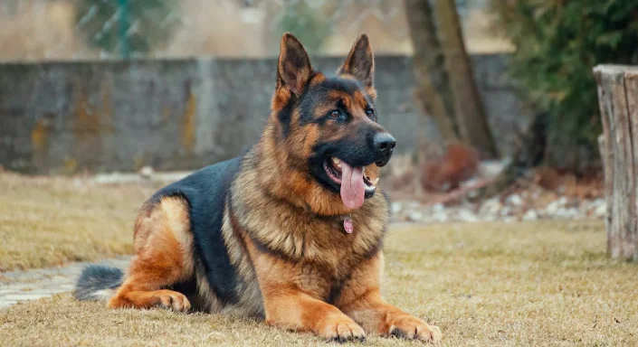 Poca attenzione al benessere animale dalla Regione Umbria
